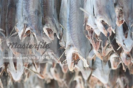 Getrockneter Kabeljau Stockfisch in Loftofen, Norwegen für den Export nach Italien
