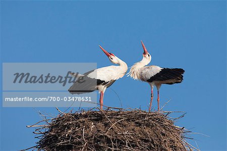 Weiße Störche im Nest