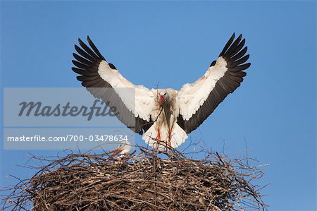 Weiße Störche Gebäude Nest