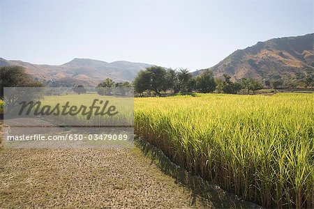 Récolte de riz dans un champ, Kumbhalgarh, Kelwada Tehsil, District de Rajsamand, Rajasthan, Inde