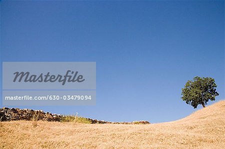 Arbre sur une colline, Kumbhalgarh, Kelwada Tehsil, District de Rajsamand, Rajasthan, Inde