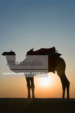 Silhouette d'un chameau debout, Jaisalmer, Rajasthan, Inde