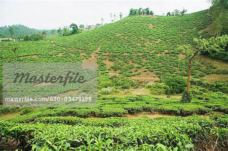 Teeplantage in einem Feld, Mysore, Karnataka, Indien