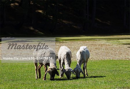 Drei Schafe weiden in einem Feld, Sanasar, Jammu und Kashmir, Indien
