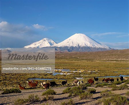 Llamas grazing before Volcanoes Parinacota and Pomerape, Lauca National Park, Chile, South America