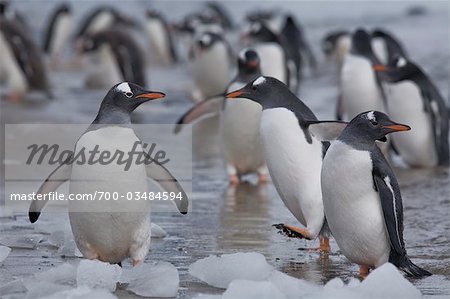 Manchots papous sur la plage, de l'Antarctique