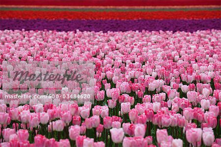 Tulip Farm, Skagit Valley, Washington, USA