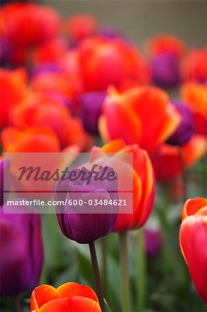 Tulip Farm, Skagit Valley, Washington, USA