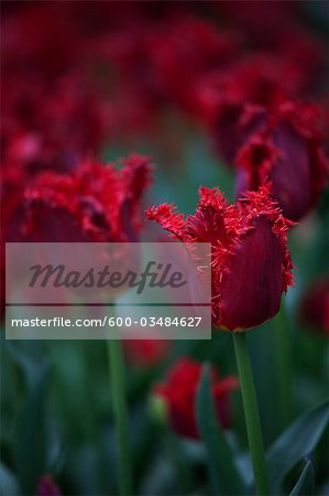 ferme de la tulipe, Skagit Valley, Washington, USA