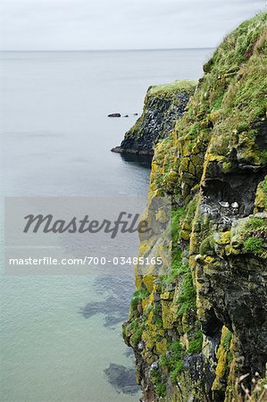 Mouettes sur la falaise, Irlande du Nord