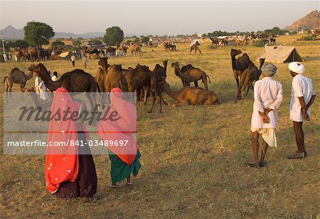 Camel and cattle fair for semi nomadic tribes, Pushkar Mela, Pushkar, Rajasthan state, India, Asia