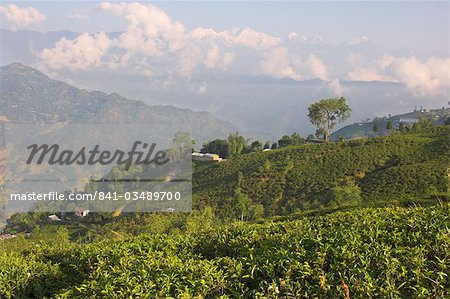 Singtom tea garden, snowy and cloudy Kandchengzonga peak in background, Darjeeling, West Bengal state, Himalayas, India, Asia