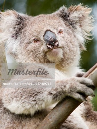 Koala, Ottway National Park, Victoria, Australie, Pacifique