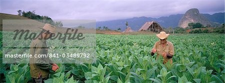 Tobacco harvest, Vinales Valley, Pinar Del Rio province, Cuba, West Indies, Central America