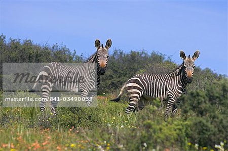 Zèbre de montagne du Cap, Equus zebra zebra, fleurs de printemps dans de Bushman Kloof Reserve, Cedarberg, Western Cape, Afrique du Sud, Afrique