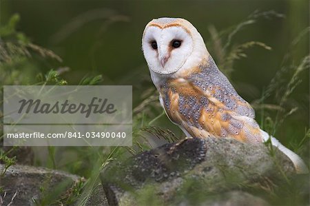 Effraie des clochers sur mur de pierres sèche, Tyto alba, Royaume-Uni, Europe