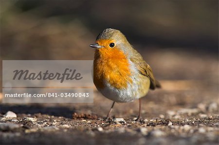 Robin, Erithacus Rubecula, auf Boden bei Leighton Moss RSPB Nature reserve, Silverdale, Lancashire, England, Vereinigtes Königreich, Europa