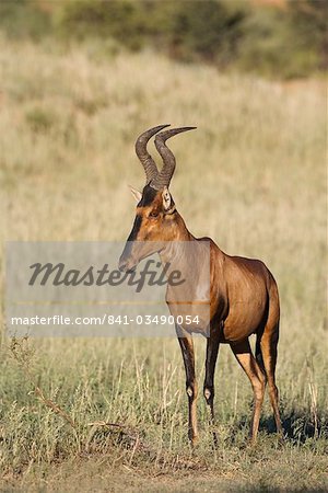 Red hartebeest (Alcelaphus buselaphus), Kgalagadi Transfrontier Park, Northern Cape, South Africa, Africa
