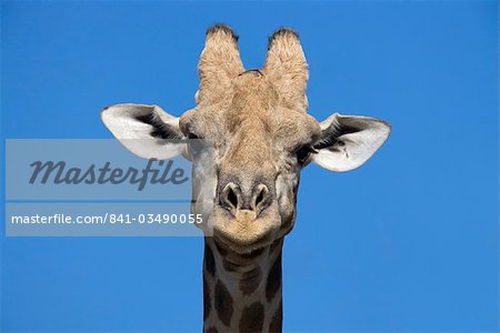 Girafe (Giraffa camelopardalis), Kgalagadi Transfrontier Park, Northern Cape, Afrique du Sud, Afrique