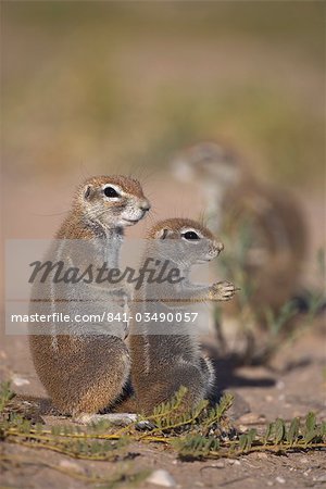 Spermophile (Xerus inauris), avec les jeunes, Kgalagadi Transfrontier Park, Northern Cape, Afrique du Sud, Afrique Spermophile (Xerus inauris), avec les jeunes, Kgalagadi Transfrontier Park, Northern Cape, Afrique du Sud, Afrique