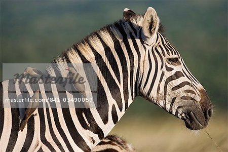 Zèbre de Burchell (Equus burchelli), avec redbilled boeufs (Buphagus erythrorhynchus), Hluhluwe Umfolozi Park, KwaZulu Natal, Afrique du Sud, Afrique