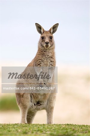 Östliche graues Riesenkänguru (Macropus Fuliginosus), Marramarang-Nationalpark, New South Wales, Australien, Pazifik