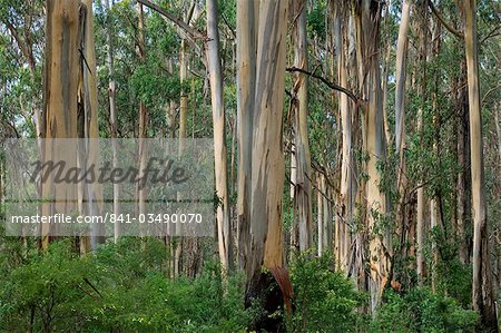 Arbres d'eucalyptus, Great Ocean Road, Victoria, Australie, Pacifique