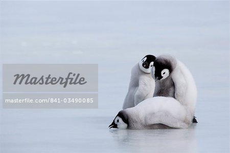 Emperor penguin chicks (Aptenodytes forsteri), Snow Hill Island, Weddell Sea, Antarctica, Polar Regions