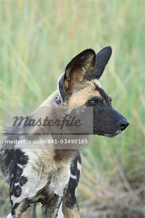 Lycaon (Lycaon pictus), Parc National de Pilanesberg, Afrique du Sud, Afrique