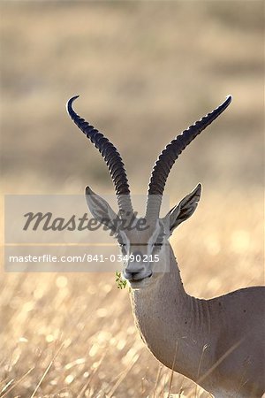 Subvention de Gazelle (Gazella granti), réserve nationale de Masai Mara, Kenya, Afrique de l'est, Afrique Subvention de Gazelle (Gazella granti), réserve nationale de Masai Mara, Kenya, Afrique de l'est, Afrique