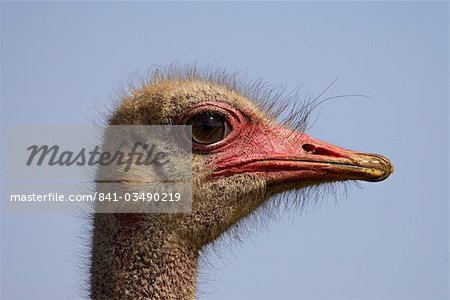 Commune autruche (Struthio camelus), Addo Elephant National Park, Afrique du Sud, Afrique