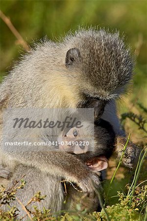 Vervet monkey (Chlorocebus aethiops) nursing, Addo Elephant National Park, South Africa, Africa