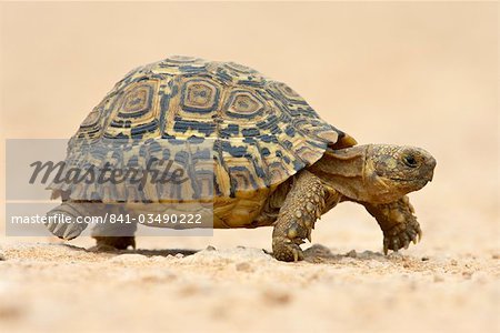 Leopard tortoise (Geochelone pardalis), Addo Elephant National Park, South Africa, Africa