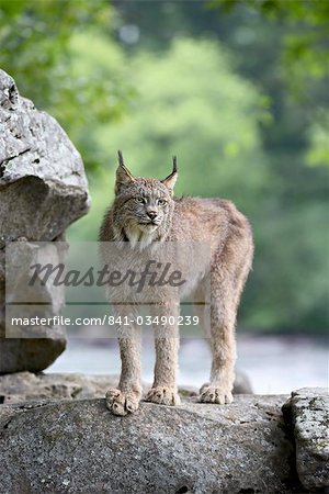 Lynx du Canada (Lynx canadensis) en captivité, grès, Minnesota, États-Unis d'Amérique, l'Amérique du Nord