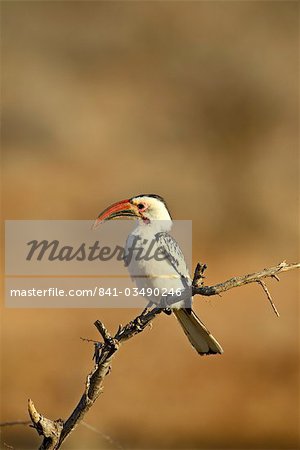 Calao à bec rouge (Tockus erythrorhynchus), Samburu National Reserve, Kenya, Afrique de l'est, Afrique Calao à bec rouge (Tockus erythrorhynchus), Samburu National Reserve, Kenya, Afrique de l'est, Afrique