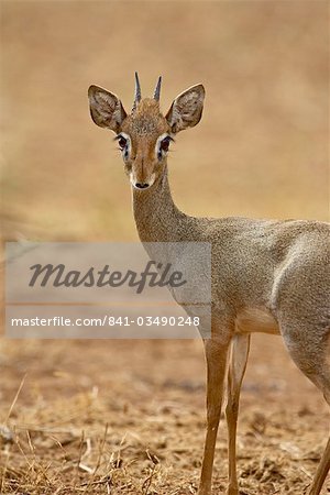 Male Gunther's dik dik (Rinchotragus guntheri), Samburu National Reserve, Kenya, East Africa, Africa