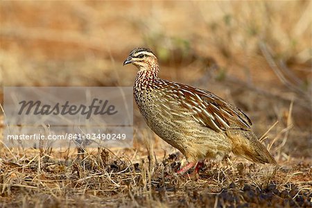 Huppé – francolin (Peliperdix sephaena), Samburu National Reserve, Kenya, Afrique de l'est, Afrique