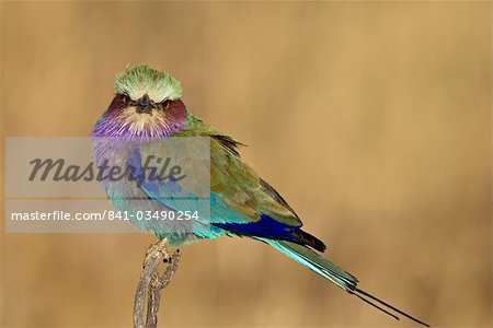 Rouleau à poitrine lilas (Coracias caudata), Masai Mara National Reserve, Kenya, Afrique de l'est, Afrique Rouleau à poitrine lilas (Coracias caudata), Masai Mara National Reserve, Kenya, Afrique de l'est, Afrique