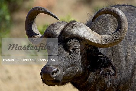 (Buffle) de buffle (Syncerus caffer), Masai Mara National Reserve, Kenya, Afrique de l'est, Afrique