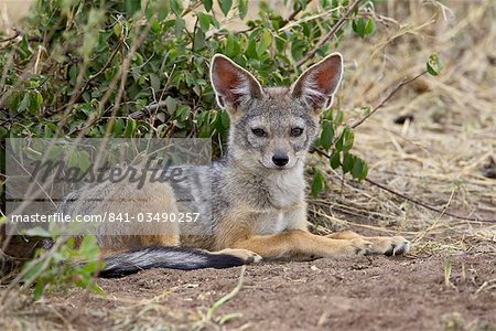 Young black-backed jackal or silver-backed jackal (Canis mesomelas), Masai Mara National Reserve, Kenya, East Africa, Africa