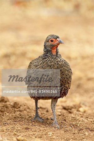 Buse de Swainson francolin ou Francolin (Pternistes swainsonii), Parc National de Kruger, Afrique du Sud, Afrique