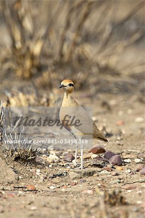 Courvite de Temminck (Cursorius temminckii), Parc National de Kruger, Afrique du Sud, Afrique Courvite de Temminck (Cursorius temminckii), Parc National de Kruger, Afrique du Sud, Afrique