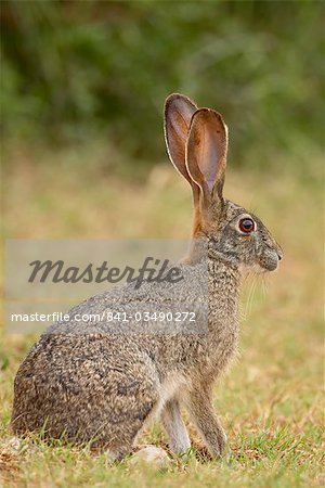 Lièvre africain (lièvre du Cap) (brown hare) (Lepus capensis), Addo Elephant National Park, Afrique du Sud, Afrique