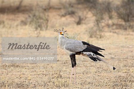 Secretarybird (Sagittarius serpentarius), Kgalagadi Transfrontier Park, encompassing the former Kalahari Gemsbok National Park, South Africa, Africa