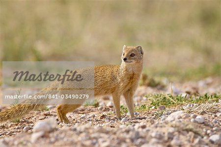 Mangouste jaune (Cynictis penicillata), Kgalagadi Transfrontier Park, qui englobe l'ancien Kalahari Gemsbok National Park, Afrique du Sud, Afrique