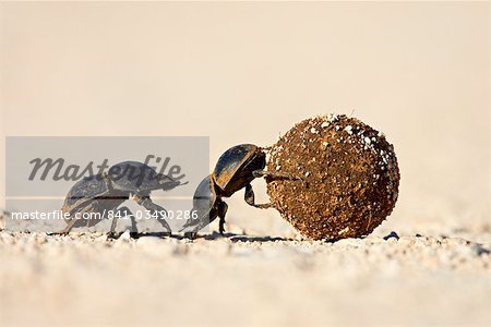 Deux coléoptères coprophages rouler une bouse ball, Addo Elephant National Park, Afrique du Sud, Afrique
