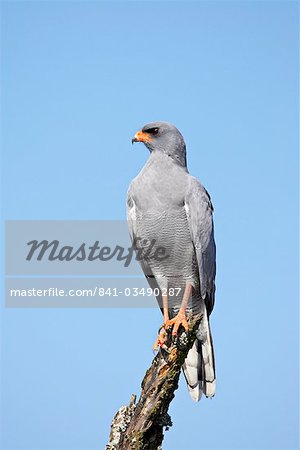 Chant autour des palombes (Melierax canorus), pale Addo Elephant National Park, Afrique du Sud, Afrique