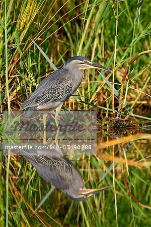 Green-backed heron (Butorides striatus), Kruger National Park, South Africa, Africa