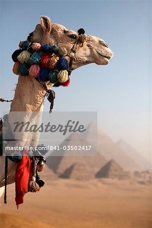 A camel stands in front of the Pyramids of Giza, Cairo, Egypt, North Africa, Africa