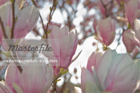 Magnolia Flowers, Salzburg, Austria